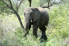 Afrikanischer Elefant (3 von 131).jpg